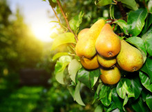 Fresh organic pears on tree branch