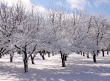 Ovocné stromy v zimě