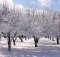 Ovocné stromy v zimě
